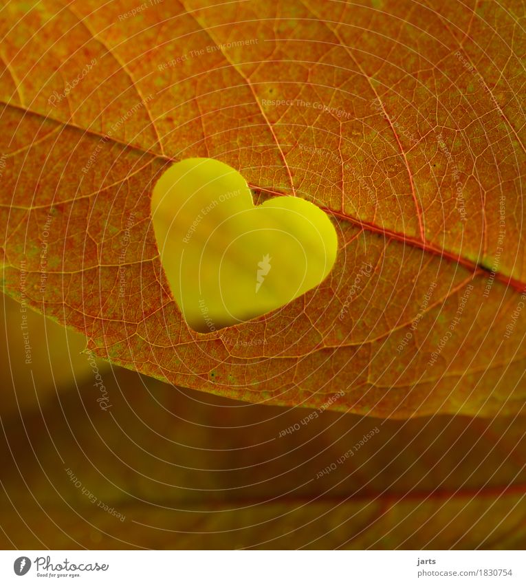 herzblatt Herbst Pflanze Blatt Herz natürlich schön gelb orange Verliebtheit Liebe Natur Farbfoto mehrfarbig Nahaufnahme Detailaufnahme Menschenleer