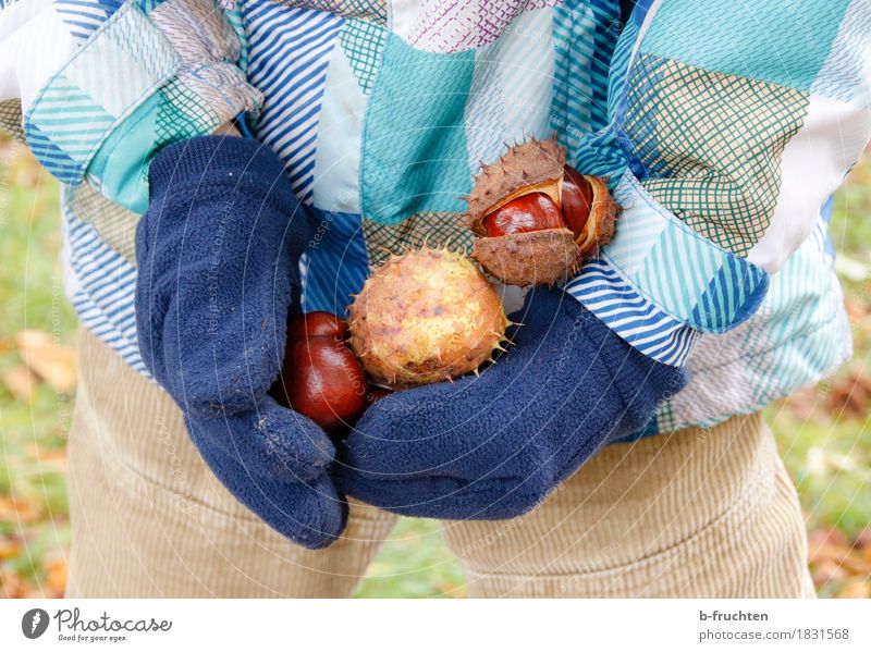 Kastaniensammler Kind Junge 3-8 Jahre Kindheit Jacke Handschuhe berühren entdecken Freizeit & Hobby Freude Kastanienbaum ansammeln Herbst kastanienschale