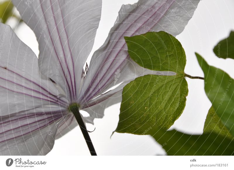 weiße Clematis | Blüte mit Blättern | zarte Linienführung Farbfoto Außenaufnahme Detailaufnahme Menschenleer Schwache Tiefenschärfe Umwelt Natur Pflanze