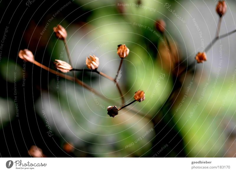 verblüht Farbfoto Außenaufnahme Makroaufnahme Menschenleer Tag Kontrast Starke Tiefenschärfe Vogelperspektive Natur Pflanze Herbst Blüte Wildpflanze Spitze