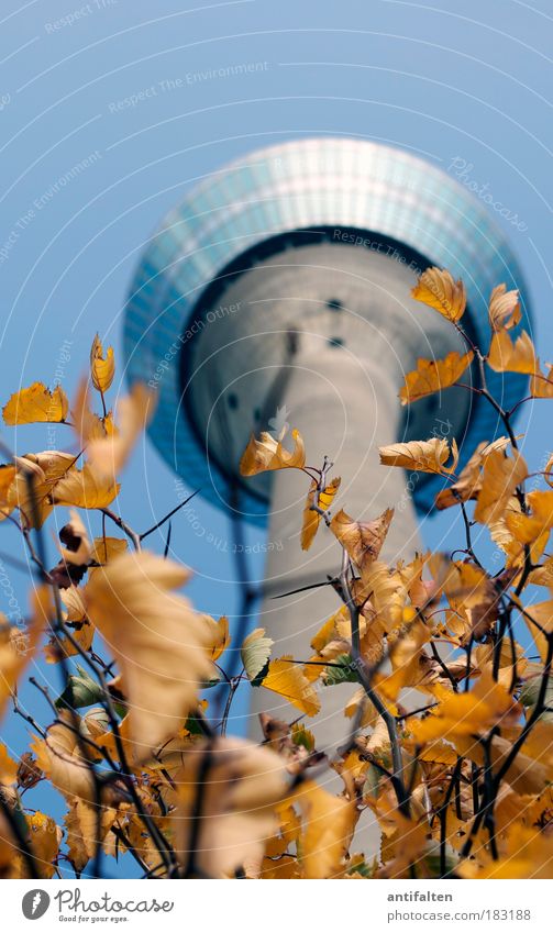 Herbstaussichten III Tourismus Sightseeing Städtereise Kultur Natur Landschaft Pflanze Himmel Wolkenloser Himmel Baum Sträucher Blatt Düsseldorf
