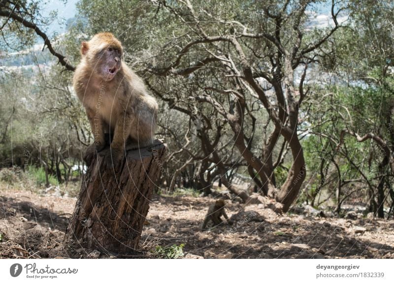 Barbary-Makaken-Affe Frau Erwachsene Mann Natur Tier Felsen niedlich wild Berberei Menschenaffen Affen Gibraltar Primas Tierwelt Macaca jung Säugetier Lebewesen