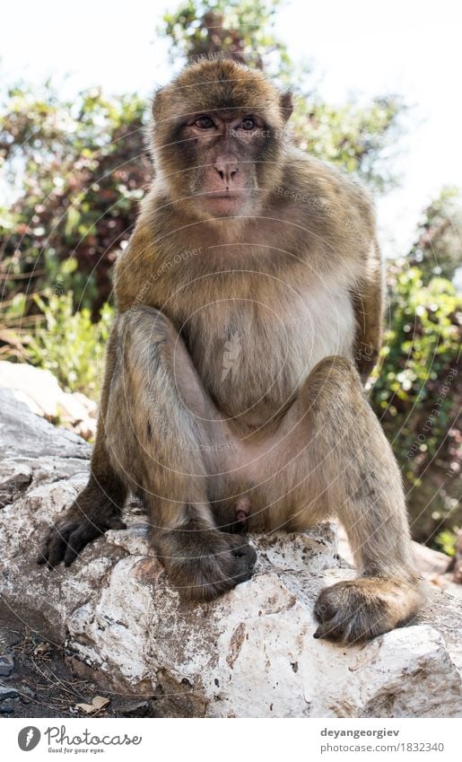 Barbary-Makaken-Affe Frau Erwachsene Mann Natur Tier Felsen niedlich wild Berberei Menschenaffen Affen Gibraltar Primas Tierwelt Macaca jung Säugetier Lebewesen