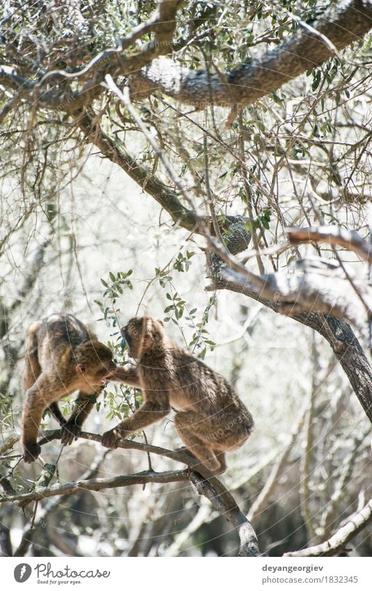 Barbary Makaken, die kämpfen Glück Spielen Natur Tier Erde Baum Wald Urwald klein lustig niedlich wild Affen Boxsport Tierwelt Primas Eichhörnchen Säugetier