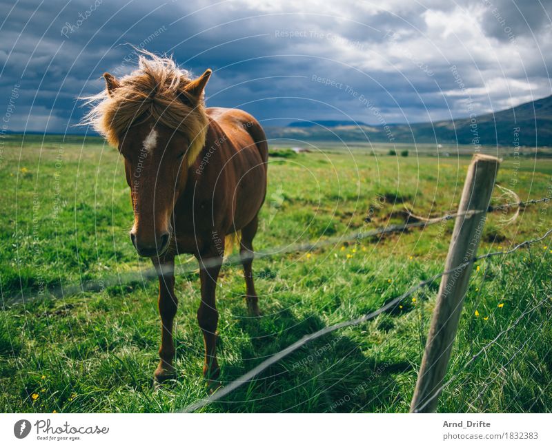 Island - Pony Ferien & Urlaub & Reisen Ausflug Abenteuer Ferne Berge u. Gebirge Landschaft Pflanze Tier Himmel Wolken Gewitterwolken Wetter schlechtes Wetter