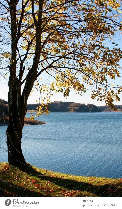 Baum steht am See im Herbst Talsperre Landschaft Wasser Herbstfärbung Dhünntalsperre Bergisches Land Stausee Sonnenlicht Starke Tiefenschärfe wandern blau gelb