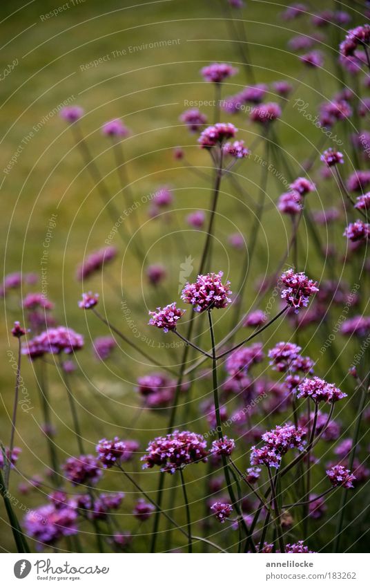 Herbstleuchten Umwelt Natur Pflanze Gras Blüte Stengel Park Wiese grün violett Blumenbeet sanft dunkel dunkle Stimmung Kontrast Blumenstrauß pflücken Wachstum