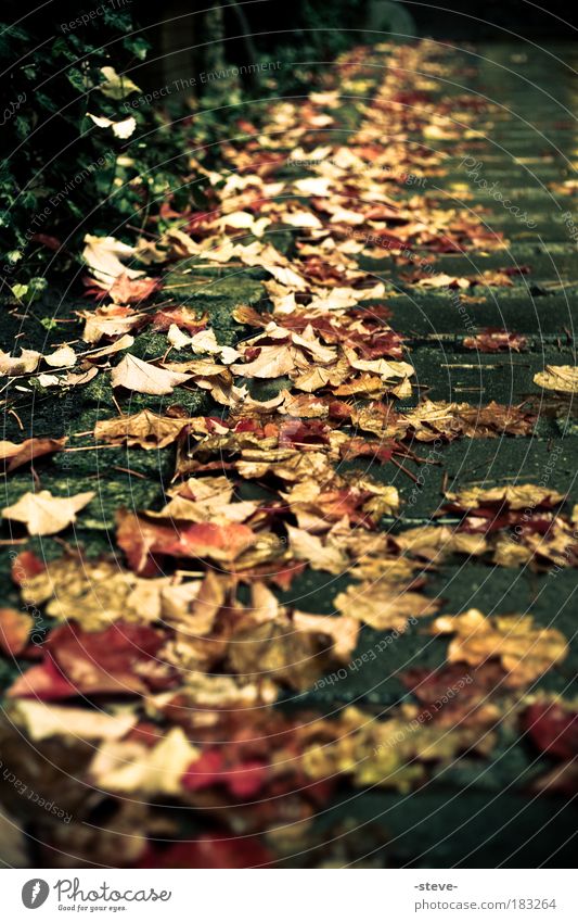 Spätjahr Farbfoto Außenaufnahme Morgendämmerung Herbst rot Blatt Herbstlaub Wege & Pfade herbstlich