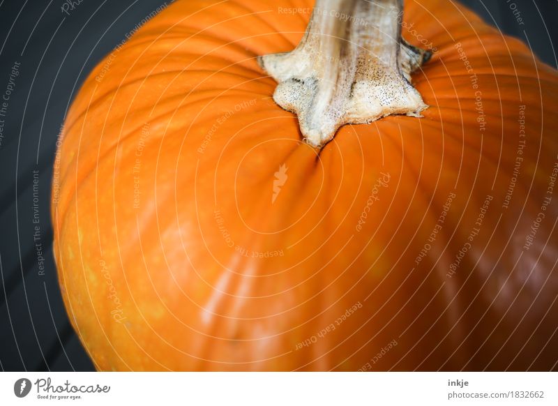 Kürbis orange groß Kürbiszeit Ernte Gesunde Ernährung Gemüse rund Herbst frisch üppig (Wuchs)