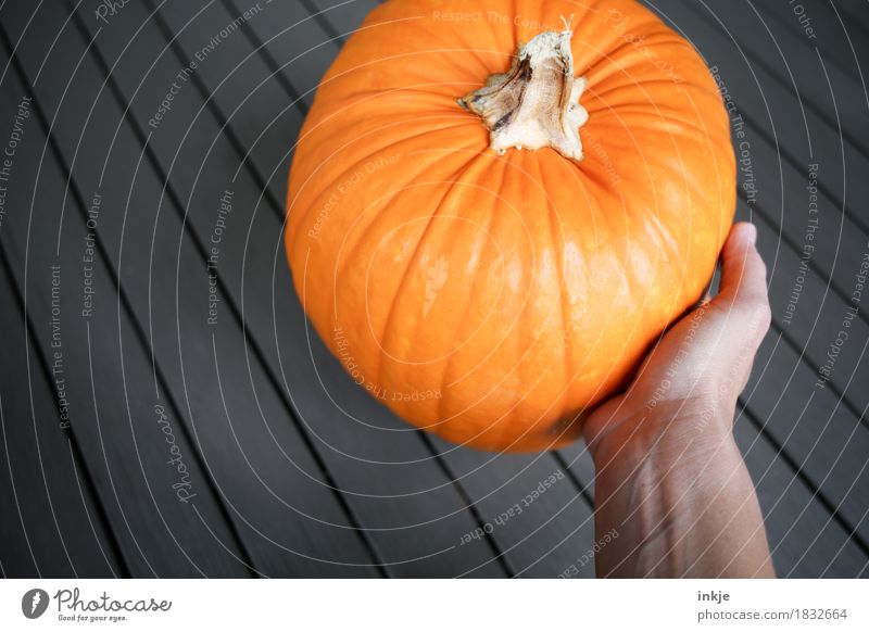 Kürbis orange groß Kürbiszeit Ernte Gesunde Ernährung Gemüse rund Herbst frisch üppig (Wuchs) Hand festhalten