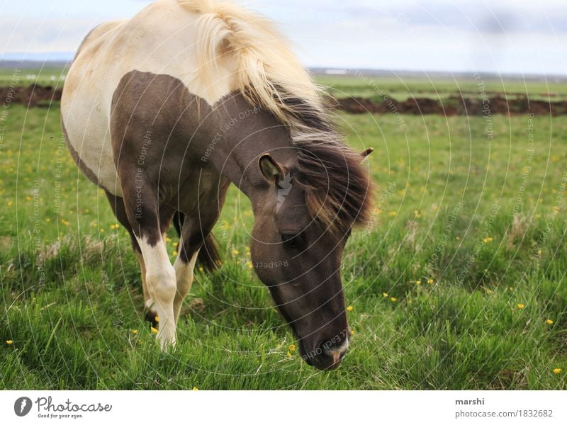 Isländer Natur Landschaft Wiese Feld Tier Nutztier Wildtier Pferd Tiergesicht 1 Stimmung Reiten Reisefotografie Island Ponys Naturliebe wild Farbfoto