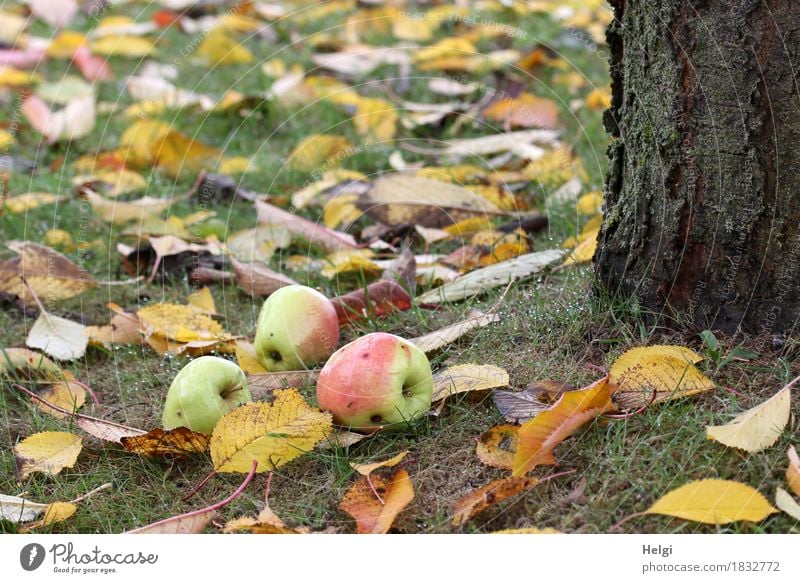 ...nicht weit vom Stamm... Lebensmittel Frucht Apfel Umwelt Natur Pflanze Herbst Baum Gras Nutzpflanze Baumstamm Garten liegen stehen dehydrieren Wachstum