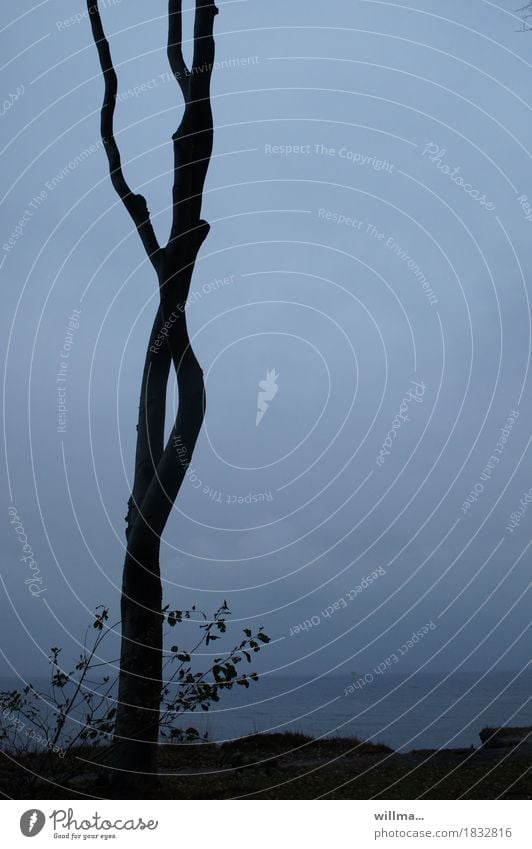 einsamer Buchenstamm an der Küste Baum Seeufer Ostsee Nienhagen Gespensterwald blau schwarz Natur Silhouette Meer kahl Textfreiraum ruhig dünn Teilung Farbfoto