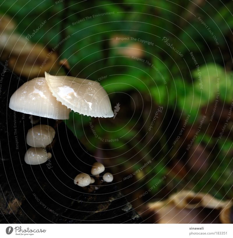 White Mushrooms Farbfoto Nahaufnahme Tag Starke Tiefenschärfe Vorderansicht Blick Natur Wassertropfen Herbst Wetter Pflanze Wald Tropfen kalt nass natürlich