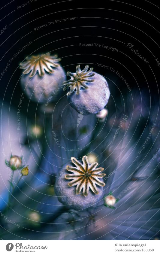 . Farbfoto Innenaufnahme Menschenleer Textfreiraum oben Hintergrund neutral Pflanze Herbst Winter Gras Hanf Blumenstrauß Sammlung leuchten dehydrieren