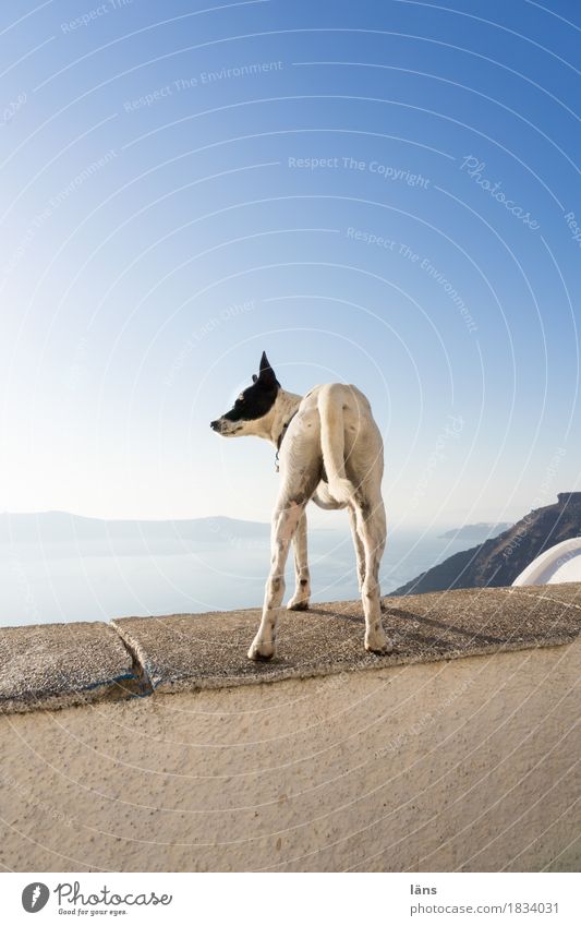 Lufthoheit Santorin Hund Mauer Himmel Wolkenloser Himmel Vogelperspektive überblicken