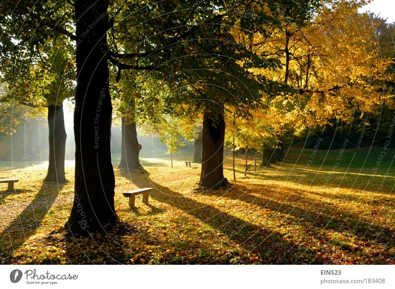 Herbstschatten Farbfoto Außenaufnahme Menschenleer Morgen Licht Schatten Kontrast Silhouette Sonnenlicht Gegenlicht Schwache Tiefenschärfe Totale Umwelt Natur