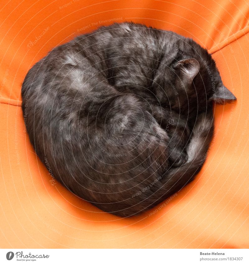 Zarte Katzenrolle elegant Freude Gesundheit Haustier atmen Erholung liegen schlafen ästhetisch authentisch Glück kuschlig rund orange schwarz Gefühle