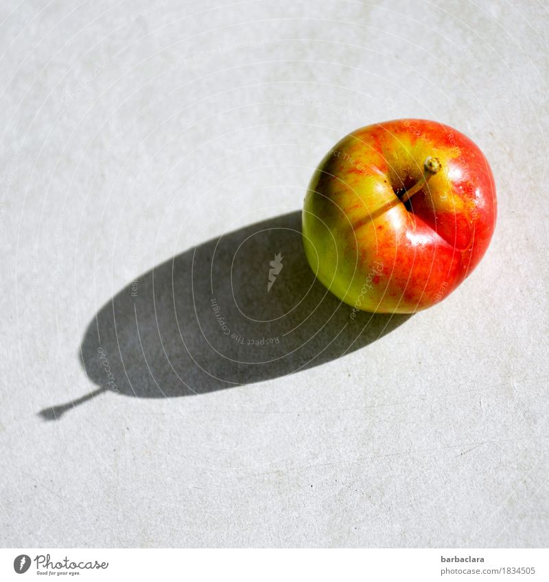 Vom Baum auf den Tisch Frucht Apfel Ernährung Bioprodukte Herbst frisch Gesundheit lecker rot Farbe genießen Natur Farbfoto Außenaufnahme Muster