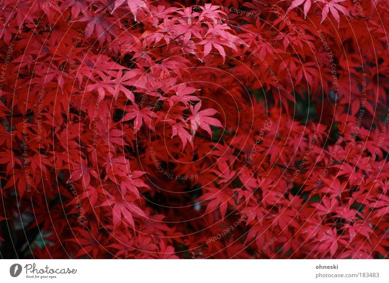 Roter Oktober Farbfoto Außenaufnahme Luftaufnahme Muster Tag Vogelperspektive Umwelt Natur Pflanze Herbst Baum Blatt rot Röte