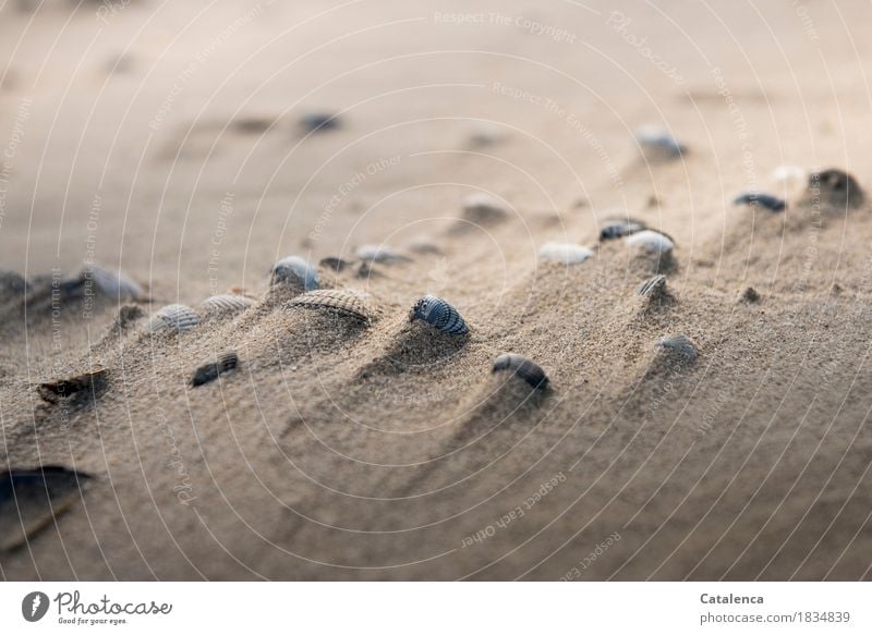 Muschelschalen im Sand, vom Wind verweht Ferien & Urlaub & Reisen Sommer Strand Meer Natur liegen ästhetisch natürlich braun gelb grau schwarz unbeständig