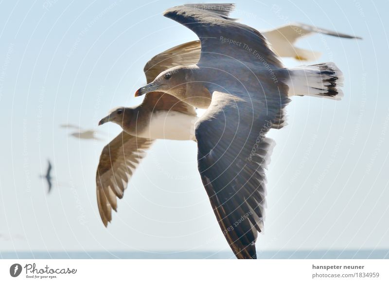 Möven Wildtier Vogel Tiergesicht Flügel Tierpaar fliegen Jagd ästhetisch Zusammensein maritim Geschwindigkeit blau Lebensfreude Appetit & Hunger Bewegung