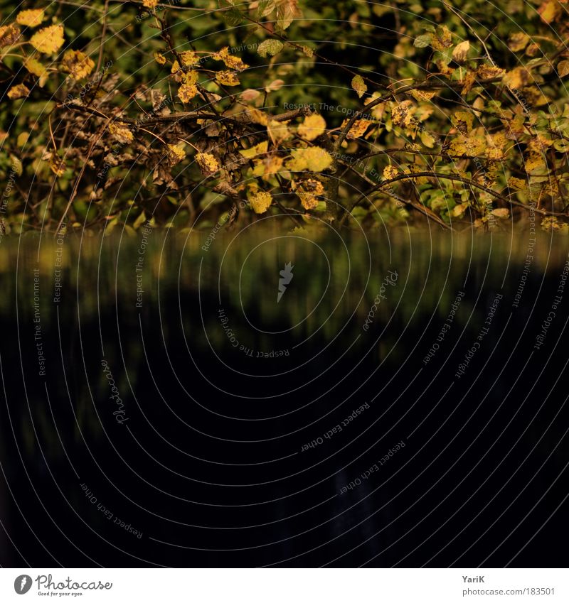 trügerische trübe Farbfoto Gedeckte Farben Außenaufnahme Textfreiraum unten Tag Abend Dämmerung Licht Zentralperspektive Natur Pflanze Wasser Herbst
