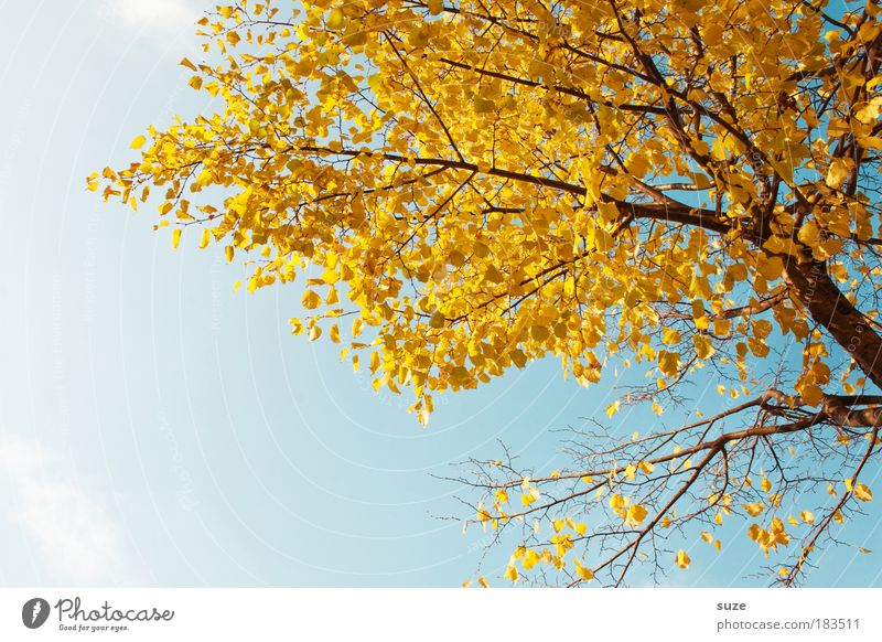 Herbstgold Umwelt Natur Pflanze Himmel Baum Blatt alt ästhetisch Zeit Herbstlaub herbstlich Jahreszeiten Färbung Herbstbeginn Zweige u. Äste Farbfoto mehrfarbig