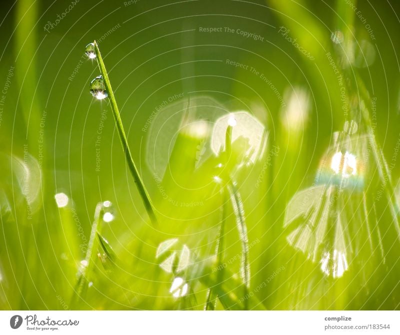 Im Frühtau Wohlgefühl Sinnesorgane ruhig Pflanze Gras grün Halm Wassertropfen Tau deutlich rein Reinheit Spa Erholung natürlich Farbfoto Außenaufnahme