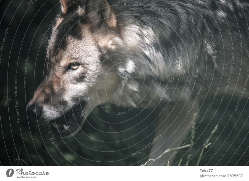Wolf Stil Zoo Natur Tier Wildtier Tiergesicht 1 Abenteuer Aggression Angst ästhetisch Farbfoto Menschenleer Tag Blick nach vorn
