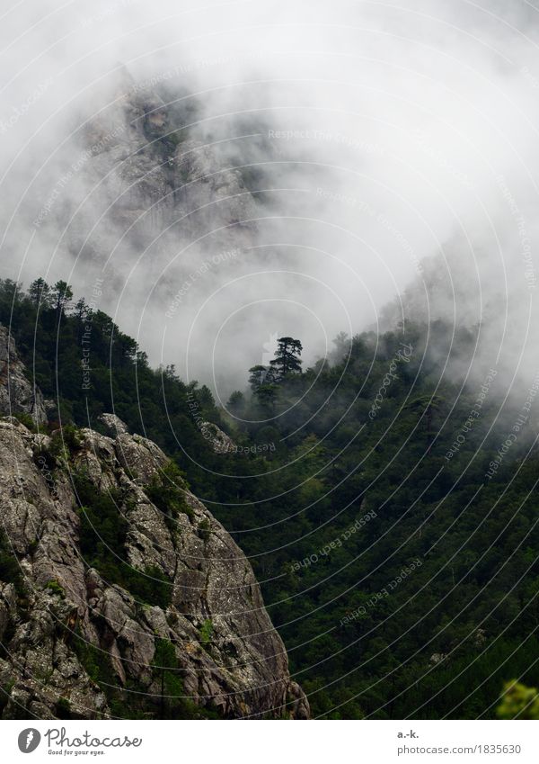 Verschluckt Abenteuer Freiheit wandern Landschaft Luft Wolken Nebel Baum Wald Berge u. Gebirge Korsika Blick Unendlichkeit Überraschung Fernweh erleben Idylle