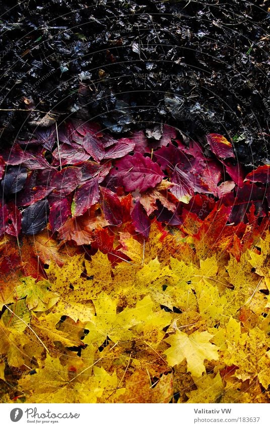 herbstlich deutsche Flagge Farbfoto mehrfarbig Außenaufnahme Nahaufnahme Muster Menschenleer Tag Kontrast Umwelt Natur Herbst Klimawandel Blatt Fahne gelb gold