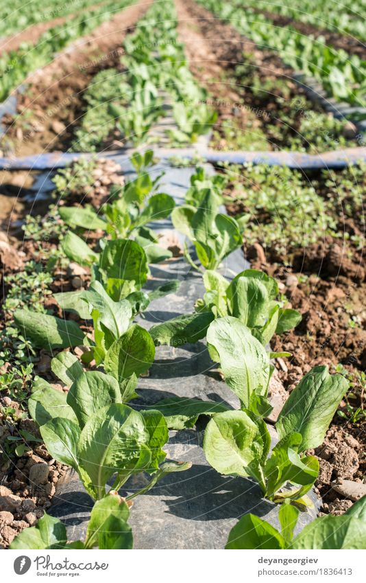 Salatfeld in Reihen. Gemüse Vegetarische Ernährung Sommer Natur Landschaft Pflanze Erde Blatt Wachstum frisch grün Feld Bauernhof Ackerbau produzieren