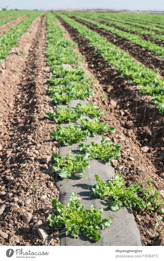 Salatfeld in Reihen. Gemüse Vegetarische Ernährung Sommer Natur Landschaft Pflanze Erde Blatt Wachstum frisch grün Feld Bauernhof Ackerbau produzieren