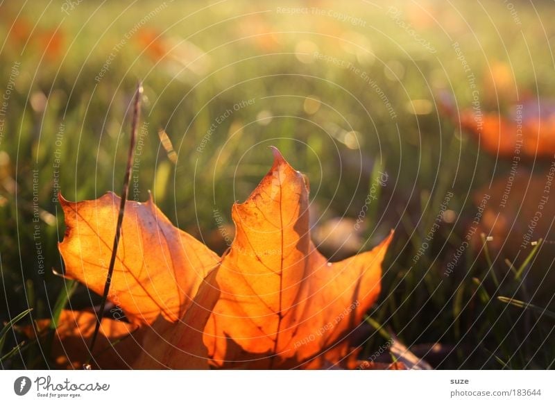 Herbstsonne Umwelt Natur Landschaft Pflanze Himmel Blatt alt liegen ästhetisch gold Gefühle Zeit Herbstlaub herbstlich Jahreszeiten Färbung Wiese Herbstbeginn