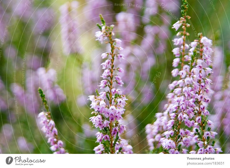 Violet schön Zufriedenheit ruhig Gartenarbeit Umwelt Natur Pflanze Herbst Blume Sträucher Park Wiese Blühend Wachstum grün violett rosa Stimmung