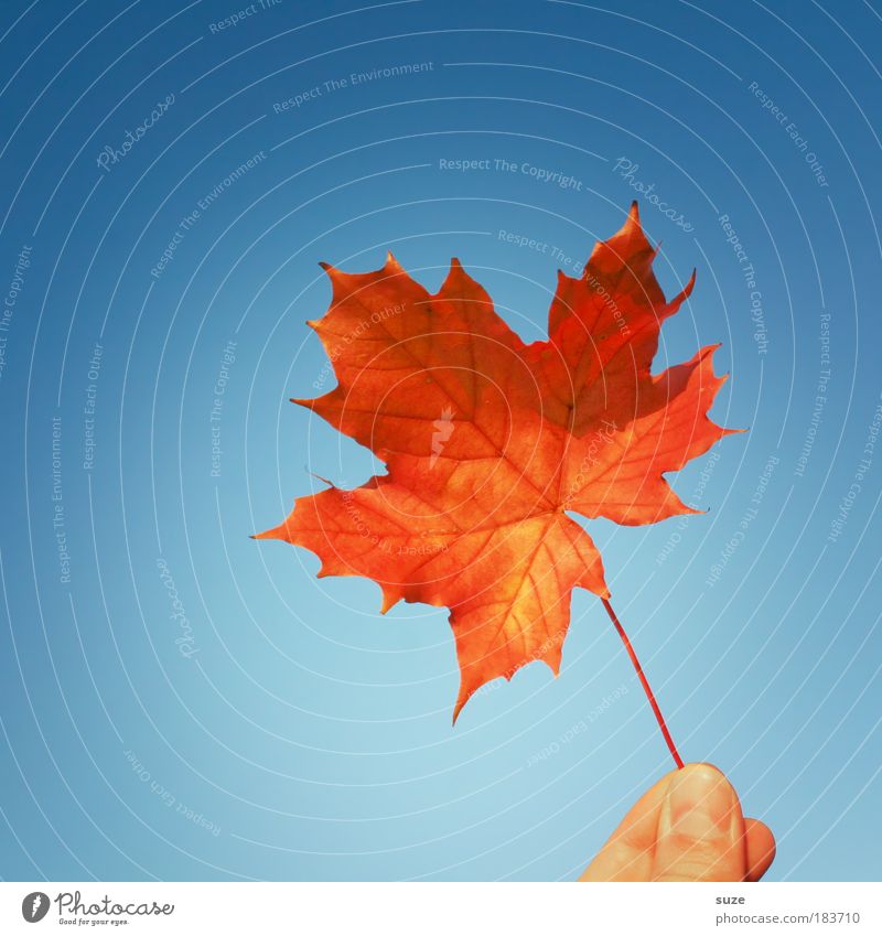Haltbar bis 11/09 Natur Pflanze Himmel Herbst Blatt Zeichen festhalten ästhetisch blau rot Zeit Herbstlaub herbstlich Jahreszeiten Färbung Kanada Ahornblatt