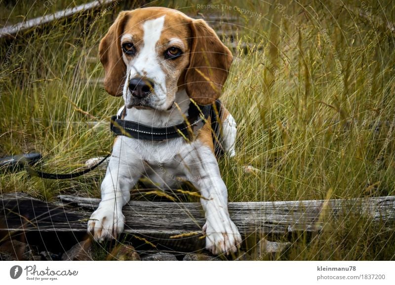 Beagle auf Schienen sportlich Erholung Freizeit & Hobby Jagd Ausflug Freiheit Expedition Sommer wandern lernen Umwelt Natur Erde Sonne Herbst Wetter Pflanze