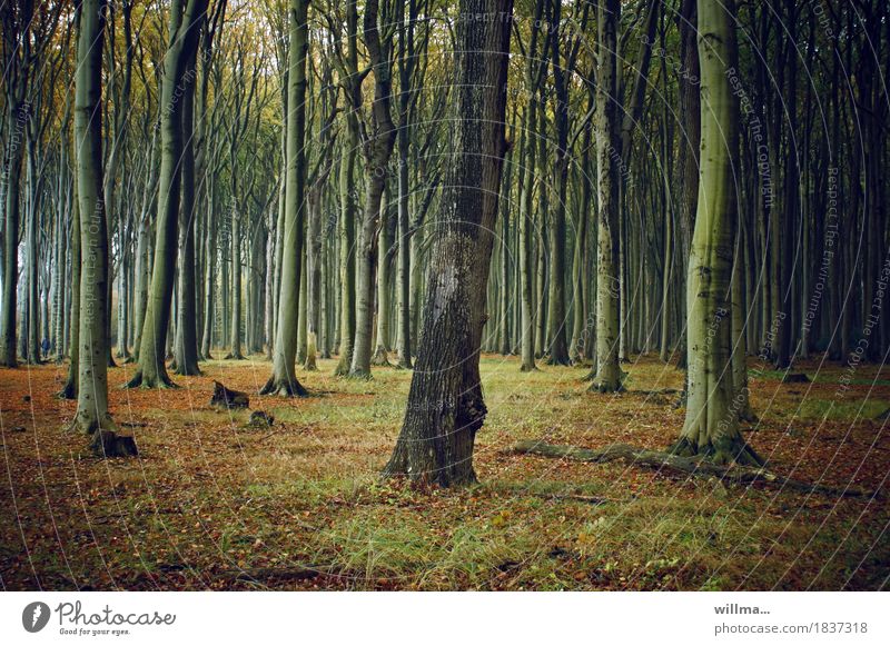 der augenbaum | zwilling Wald Buchenwald Gespensterwald Nienhagen Buchenstämme Laubwald Natur herbstlich Farbfoto Außenaufnahme
