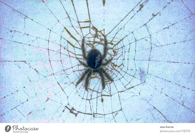Netz-Werk Spinne Spinnennetz Verkehr Verfremdung