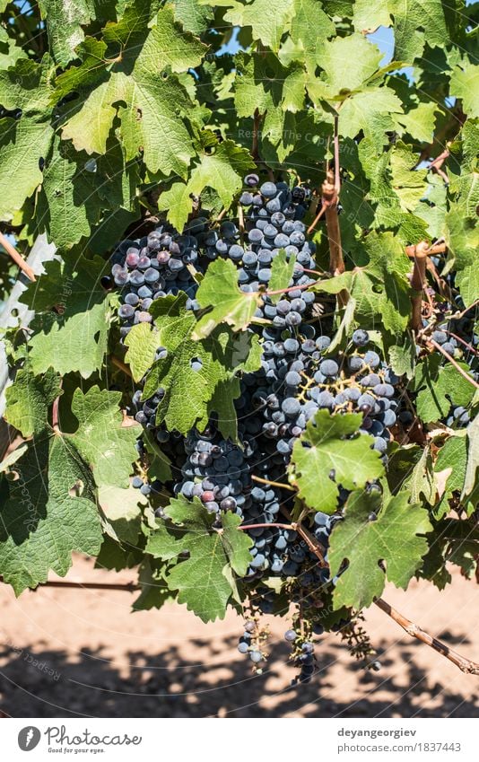 Rotwein Trauben. Frucht Natur Pflanze Herbst Blatt Wachstum frisch blau rot Wein Weintrauben Weinberg Spanien Ackerbau Weingut Lebensmittel Haufen Ernte reif
