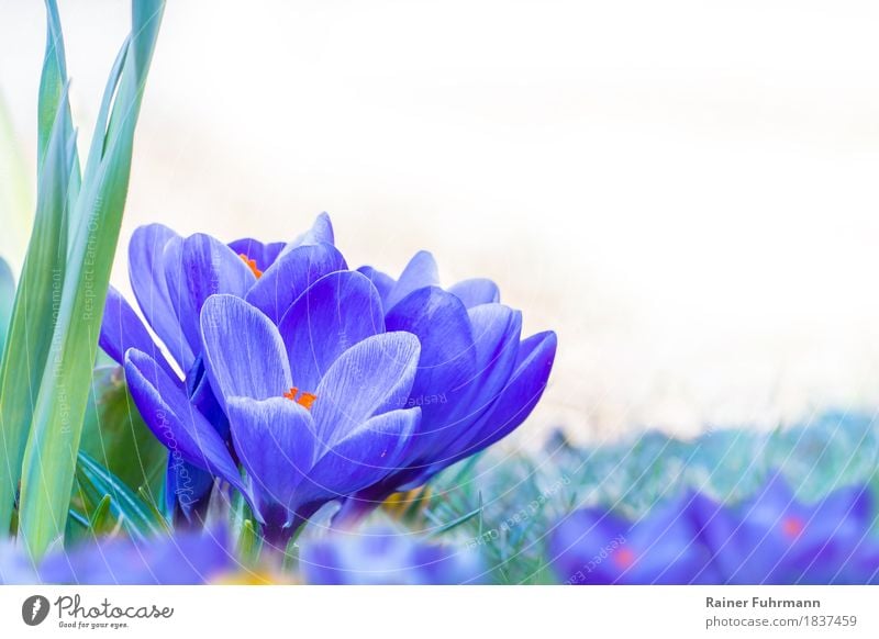 freigestellte blühende, blaue Krokusse Umwelt Natur Pflanze Frühling Blüte Park Wiese Freude Glück Fröhlichkeit "Krokus Ostern Blüten Freisteller freigestellt"