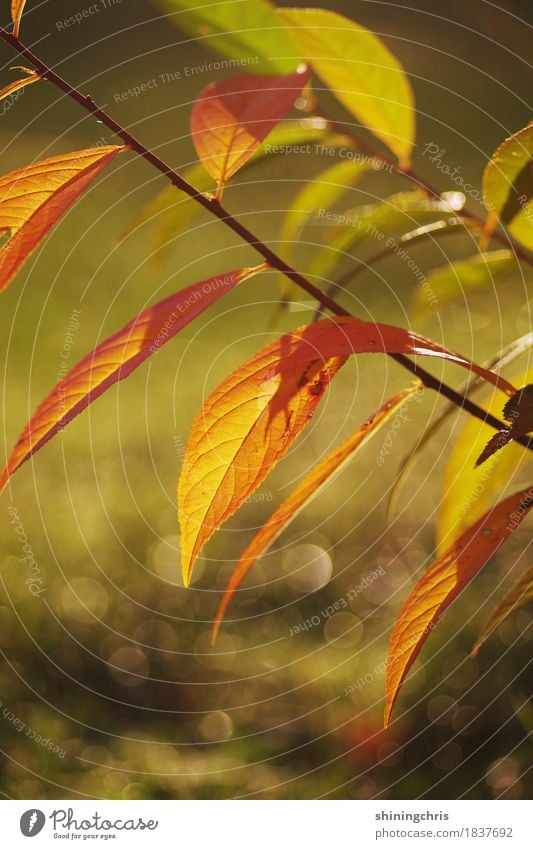 herbstlich(t) Natur Sonne Herbst Schönes Wetter Pflanze Sträucher Blatt Garten leuchten grün orange Wärme Stimmung Farbfoto Außenaufnahme Nahaufnahme