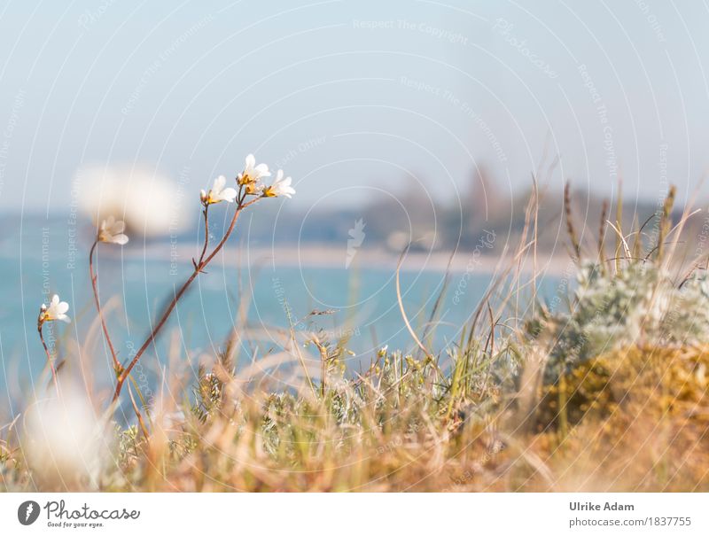 Insel Mön - Dänemark - Ostsee Umwelt Natur Landschaft Pflanze Erde Wasser Wolkenloser Himmel Horizont Sonnenlicht Frühling Schönes Wetter Blume Blüte