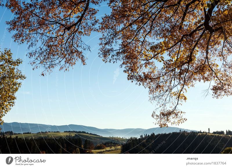 Ausblick Ausflug Natur Landschaft Wolkenloser Himmel Sommer Herbst Schönes Wetter Baum Blatt Ast Wiese Wald Hügel Schwarzwald Erholung schön Stimmung Farbfoto