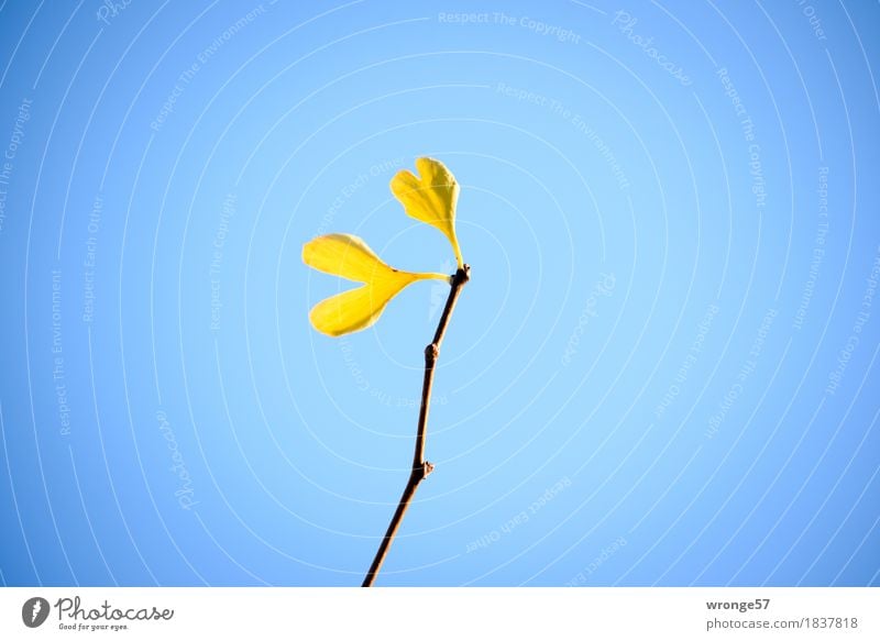 Die Standhaften Pflanze Herbst Baum Blatt Ginkgo Gesundheit natürlich blau braun gelb gold Herbstlaub Herbstfärbung Himmel himmelblau Blauer Himmel