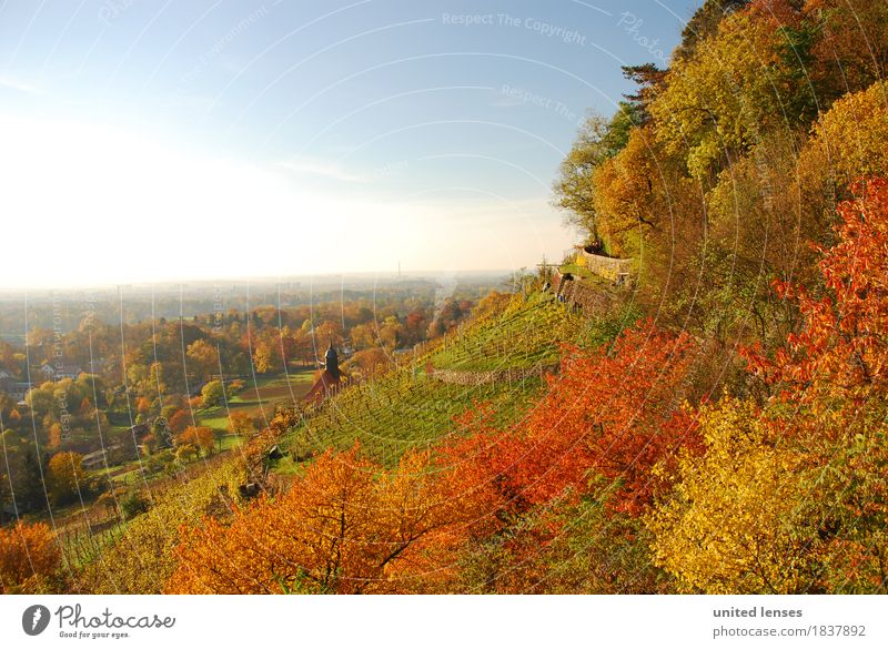 DR# Pillnitz V Umwelt Natur Landschaft Pflanze ästhetisch Herbst herbstlich Herbstlaub Herbstfärbung Herbstbeginn Herbstwetter Herbstwald Herbstlandschaft