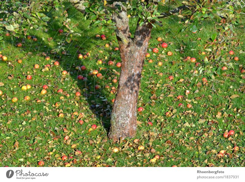 Apfelbaum Frucht Saft Gesunde Ernährung Freizeit & Hobby Garten Natur Landschaft Herbst Schönes Wetter Baum Gras Nutzpflanze Wiese Arbeit & Erwerbstätigkeit