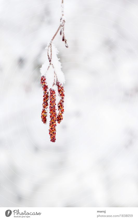 Gemeinsam Abhängen Natur Winter Eis Frost Schnee Schneefall Birkenkätzchen Zusammensein kuschlig rot Hoffnung 3 kalt Ast Farbfoto mehrfarbig Außenaufnahme