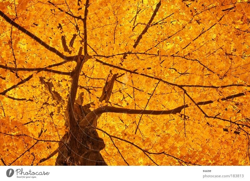 Goldkrone Umwelt Natur Herbst Baum Blatt ästhetisch schön gold Gefühle Stimmung Zeit Herbstlaub herbstlich Jahreszeiten Laubwald Färbung Baumkrone Baumstamm
